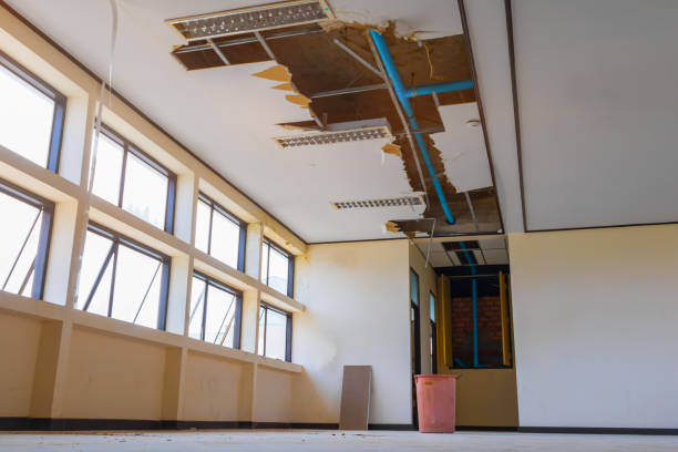 Best Mold removal after water damage  in Williamsburg, FL