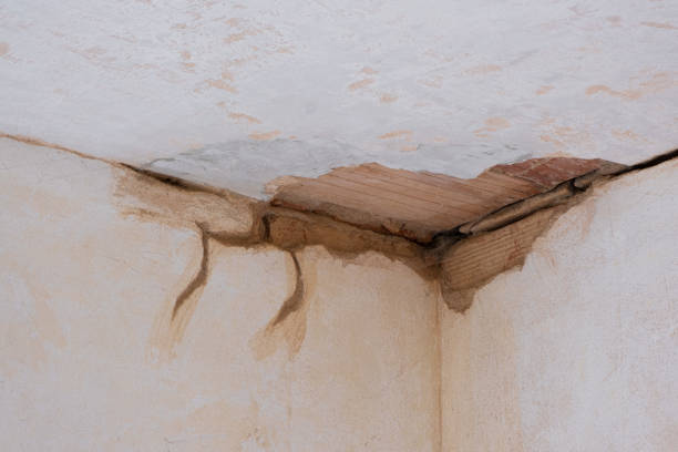 Best Flood damage cleanup  in Williamsburg, FL