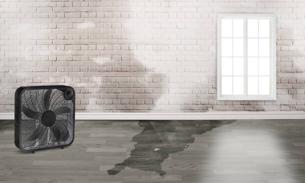 Best Emergency water damage restoration  in Williamsburg, FL
